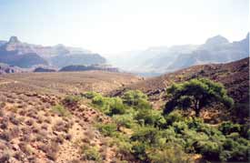 Die Oase Indian Gardens